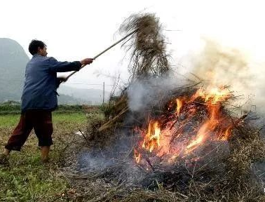 你年年都想燒的秸稈，今年可以吃票子了！